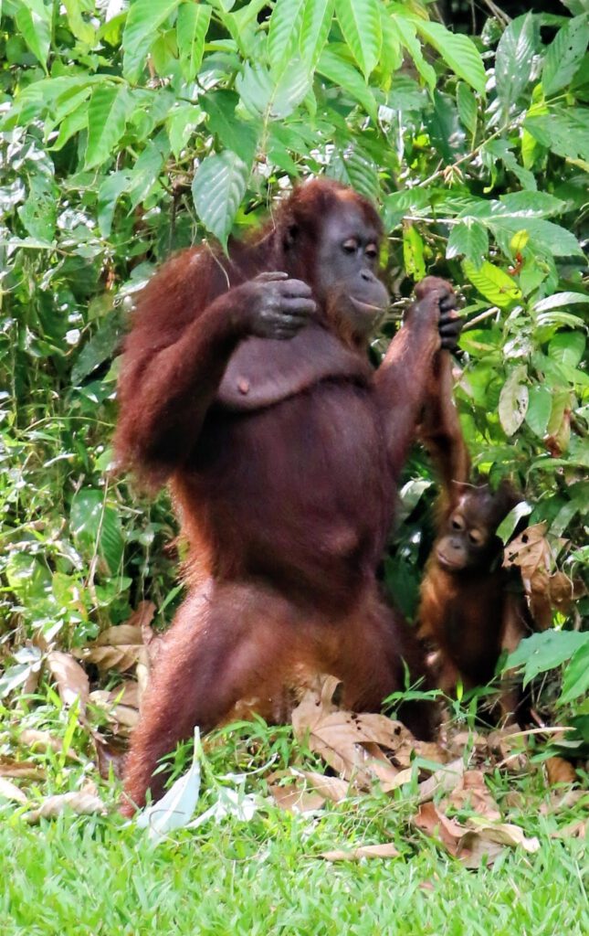 Sabah