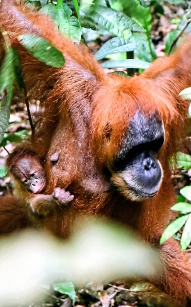 Bukit Lawang